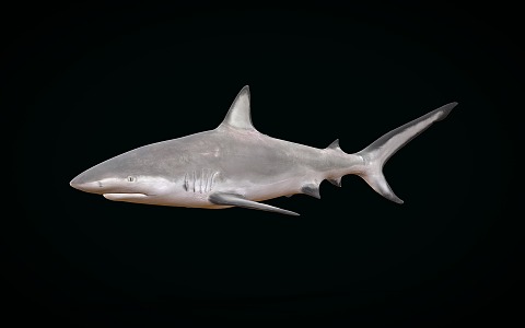 shark caribbean reef shark great white shark marine animal 3d model