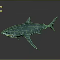3D Green Shark Model With Open Mouth And Dark Background 3d model