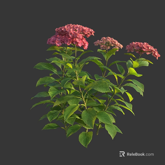 Vibrant Pink Hydrangea Flowers With Lush Green Leaves And Stems 3d model 