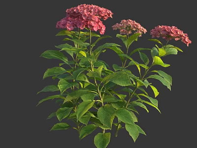 Vibrant Pink Hydrangea Flowers With Lush Green Leaves And Stems 3d model