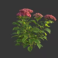 Vibrant Pink Hydrangea Flowers With Lush Green Leaves And Stems