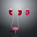 Human Urinary System Organs Including Kidneys Ureters Bladder And Enlarged Structure 3d model