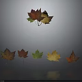 Vibrant Autumn Maple Leaves In Various Colors Arranged With Reflections On Gray Background