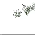 Lush Green Plants Featuring White Small Flowers In Multiple Clusters 3d model