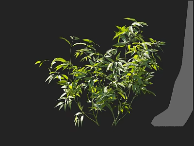 Lush Green Plant With Fresh Leaves And Vibrant Foliage Displaying Natural Beauty 3d model