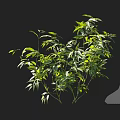 Lush Green Plant With Fresh Leaves And Vibrant Foliage Displaying Natural Beauty