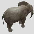 Large Gray Elephant With Wrinkled Skin Long Trunk And White Tusks