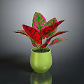 Vibrant Red And Green Leaf Plant In Green Pot With Glossy Surface