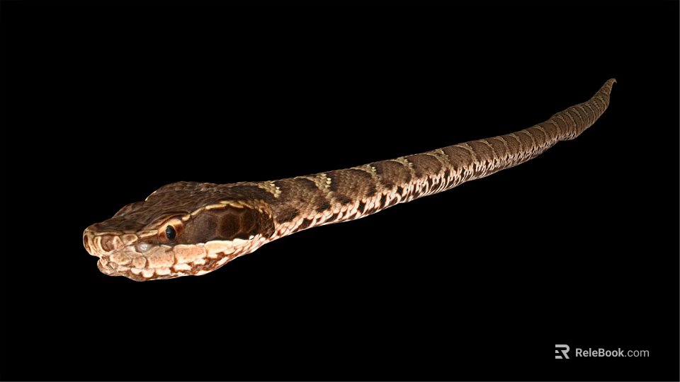 Close Up View Of Long Brown And White Patterned Snake On Black Background 3d model