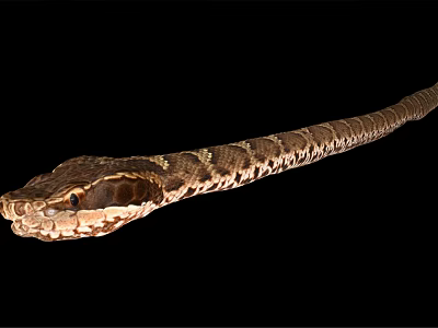 Close Up View Of Long Brown And White Patterned Snake On Black Background 3d model