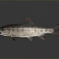 Fish Freshwater Fish Sea Fish Animal Game Animal Cartoon Animal Realistic Animal 3d model