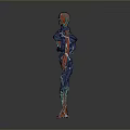 Human Anatomy 3D Model With Red Blue Vessels And Skeletal Structure Visualization