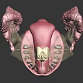 Detailed Oral Anatomy Model Showing Teeth Gums Jaw And Bone Structure