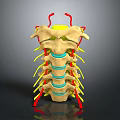 3D Rendered Spinal Column Structure Showing Vertebrae Discs And Nerves