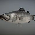 Game Movie Character Silver Fish With Realistic Design And Large Eyes