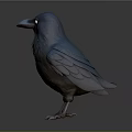 3D Rendered Blue And Brown Crow With Black Eyes Standing On Gray Background