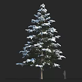 Large Snow Covered Pine Tree With Small Human Figure For Scale 3d model