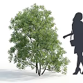 Lush Green Shrub With Dense Foliage And Woman Silhouette Standing Nearby