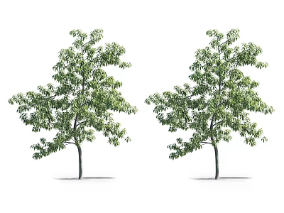 Two Lush Green Arbor Trees With Dense Foliage And Straight Trunks 3d model