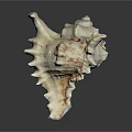 Natural Spiky Conch Shell With White And Brown Patterns On Dark Background