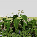 White Calla Lilies with Large Green Leaves Near Stone Grass and Small Purple Flowers