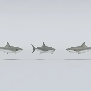 Sharks Deep Sea Sharks 3d model