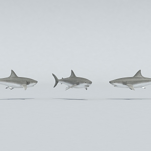 Sharks Deep Sea Sharks 3d model