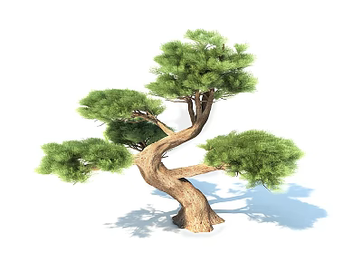 Bonsai Pine Tree with Curved Trunk and Lush Green Branches in Natural Shape 3d model