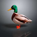 Colorful Duck With Green Head Yellow Beak And Orange Feet On Gray Background