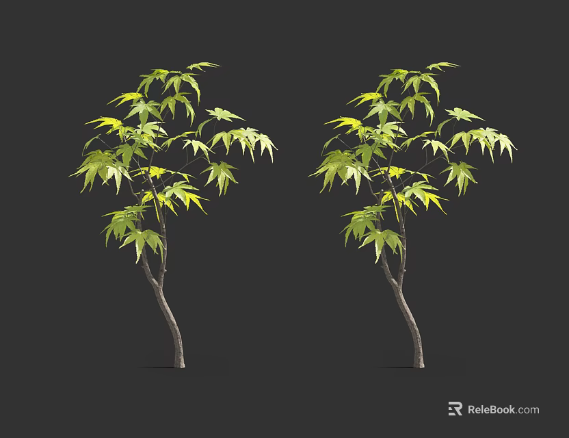 Two Arbor Trees With Green Leaves And Slender Trunks On Black Background 3d model