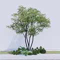 Natural Tall Tree With Green Foliage Multiple Trunks And Surrounding Small Plants