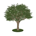 Healthy Arbor with Lush Green Foliage and Strong Trunk on Grass