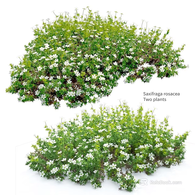 Snowflaga roscoes Two Bushy Plants With White Flowers And Green Leaves 3d model 