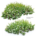 Snowflaga roscoes Two Bushy Plants With White Flowers And Green Leaves