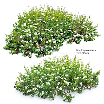 Snowflaga roscoes Two Bushy Plants With White Flowers And Green Leaves 3d model