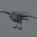 Modern Crow 3d model