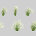 Multiple Clumps Of Green Grass With Slender Leaves And Fluffy Appearance Isolated On Gray Background
