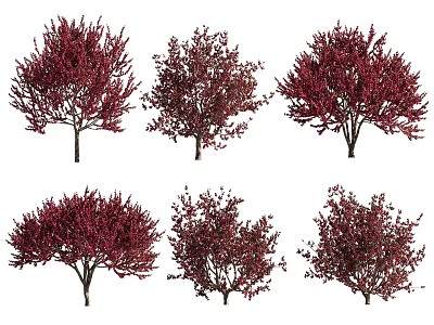 Red Leaf Arbor Trees in Various Shapes with Lush Foliage and Natural Design 3d model
