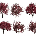 Red Leaf Arbor Trees in Various Shapes with Lush Foliage and Natural Design