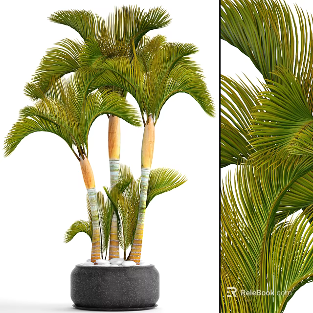 Potted Palm Plant With Green Fronds And Yellow White Striped Trunks 3d model 