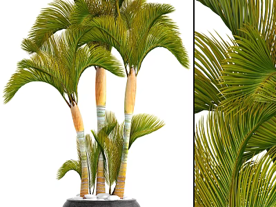 Potted Palm Plant With Green Fronds And Yellow White Striped Trunks 3d model