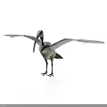 Large Pelican Standing with Spread Wings on Clean White Background