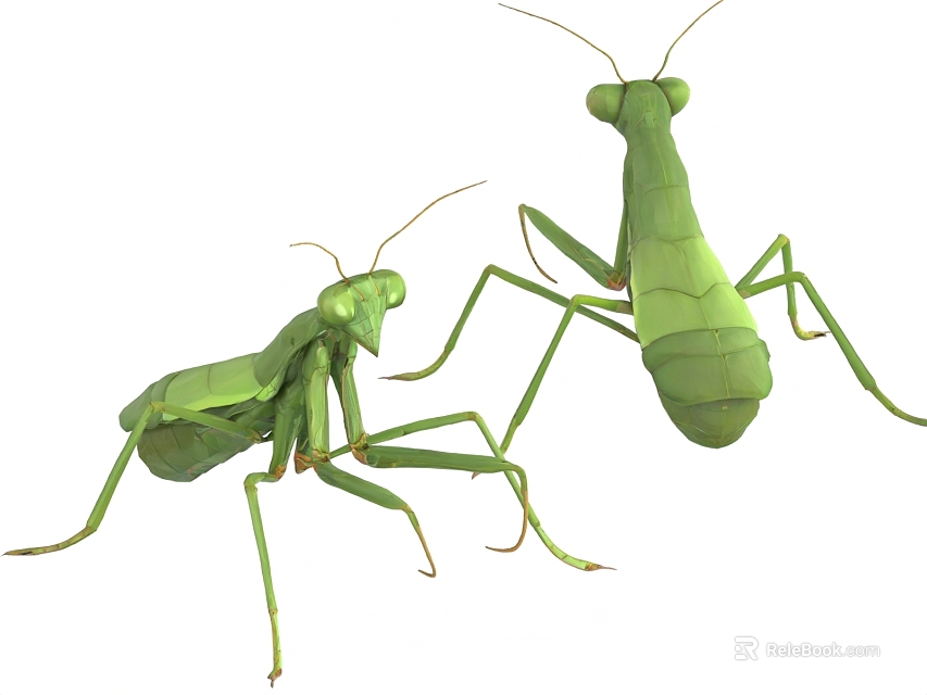 Two Green Praying Mantises Flying Animals With Elongated Legs And Lifelike Details 3d model 