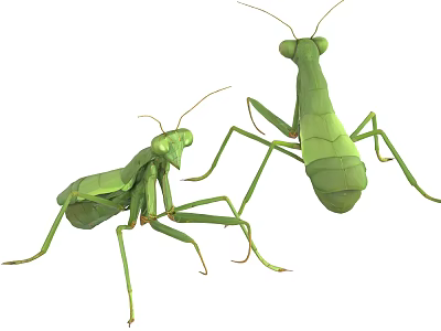 Two Green Praying Mantises Flying Animals With Elongated Legs And Lifelike Details 3d model
