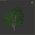 Tall Lush Arbor With Dense Green Foliage And Strong Trunk In Natural Growth