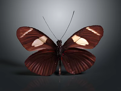 Dark Brown Butterfly With White Spots On Spread Wings Against Dark Smooth Background 3d model