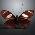 Dark Brown Butterfly With White Spots On Spread Wings Against Dark Smooth Background