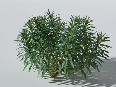 Healthy Lush Green Bush With Dense Vibrant Foliage For Garden Landscaping 3d model