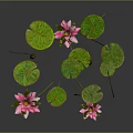 3D Rendered Pink Lotus Flowers With Green Leaves And Stems