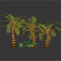 Tropical Palm Trees With Green Foliage And Small Plants On Dark Reflective Surface